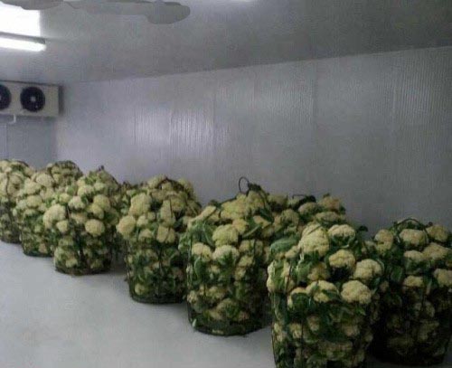 该冷库主要用于花菜（菜花）的保鲜贮藏